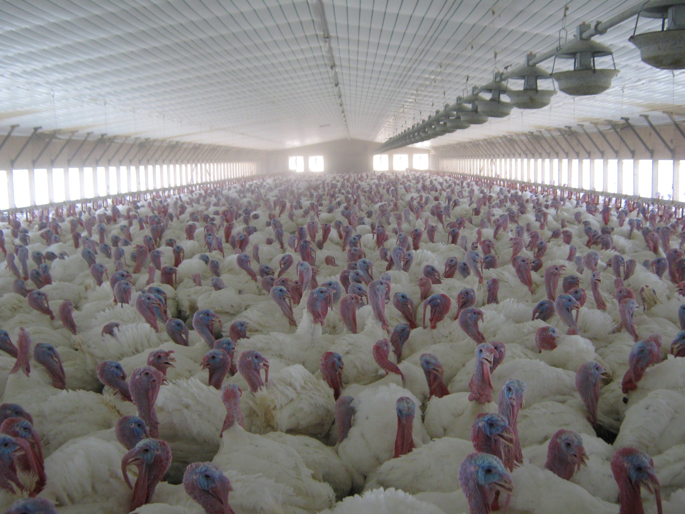 Arkansas Commercial Poultry production